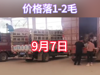 9月7日下午安丘黑埠子市場（落價(jià)1-2毛） (277播放)