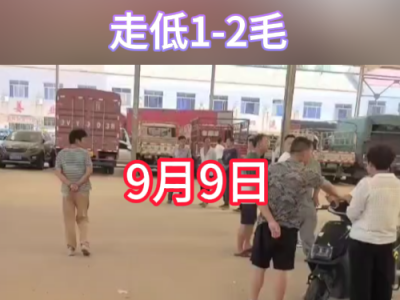 9月9日下午安丘黑埠子市場（走低1-2毛） (255播放)
