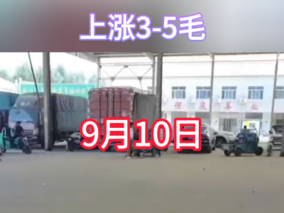 9月10日下午安丘黑埠子市場（上漲3-5毛） (320播放)