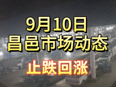 9月10日 琨福市場(chǎng)大姜價(jià)格（止跌回漲） (300播放)