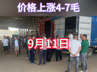 9月11日下午安丘黑埠子市場（上漲4-7毛） (264播放)