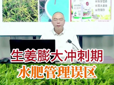 生姜膨大沖刺期水肥管理誤區(qū) ()