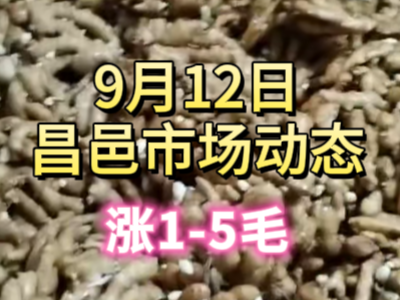 9月13日 琨福市場(chǎng)大姜價(jià)格（漲1-5毛） (256播放)