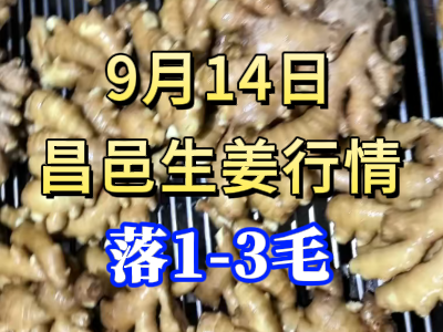 9月14日 昌邑大姜價格行情（落1-3毛） (256播放)