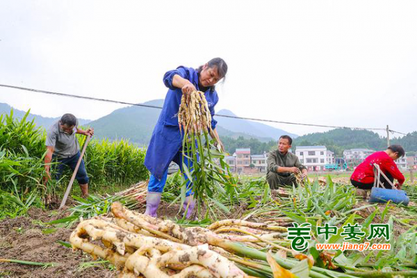 湖南新田鮮姜上市 助力鄉(xiāng)村振興 ()