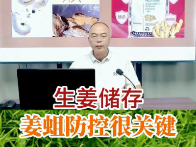 生姜儲存姜蛆防控很關鍵 (234播放)