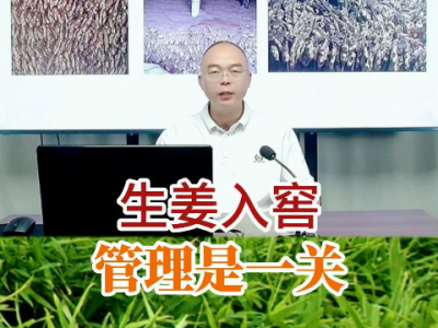 生姜入窖管理是一關(guān) ()