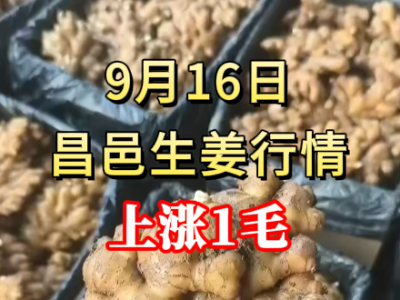 9月16日 昌邑大姜價格行情（上漲1毛） (267播放)