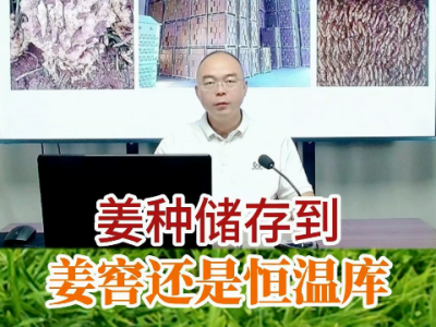 姜種儲存到姜窖還是恒溫庫？ (203播放)