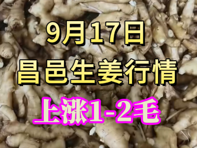9月17日 昌邑大姜價格行情（上漲1-2毛） (320播放)