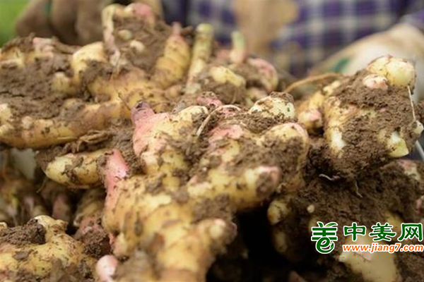 湖北鳳頭姜畝收入3萬(wàn)余元 ()
