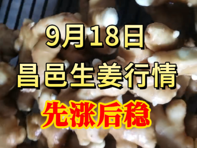 9月18日 昌邑大姜價格行情（先漲后穩） (283播放)