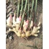 預(yù)訂優(yōu)質(zhì)生茬地姜種