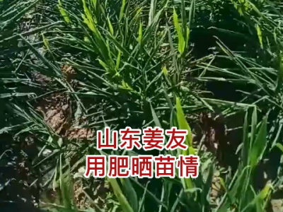 山東姜友用肥、苗情反饋 (198播放)