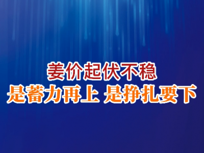 老石說(shuō)姜：姜價(jià)起伏不穩(wěn) 是蓄力再上還是掙扎要下？ ()