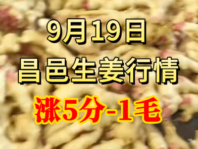 9月19日 昌邑大姜價格行情（漲5分-1毛） (263播放)