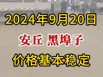9月20日下午安丘黑埠子市場（基本穩定） (289播放)