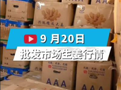 9月20日廣州江南批發市場生姜價格行情 (370播放)