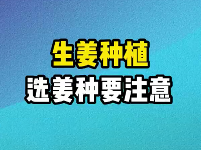生姜種植選姜種要注意 (499播放)