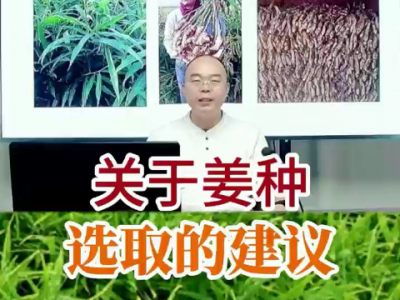 關于姜種選取的建議 (241播放)