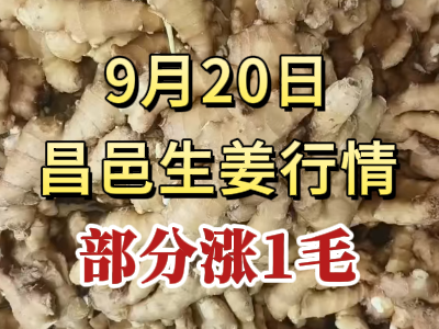 9月20日 昌邑大姜價格行情（部分漲1毛） (273播放)
