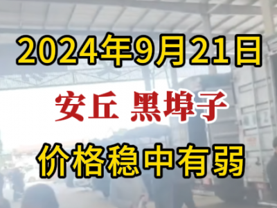 9月21日下午安丘黑埠子市場（價格穩中有弱） (305播放)