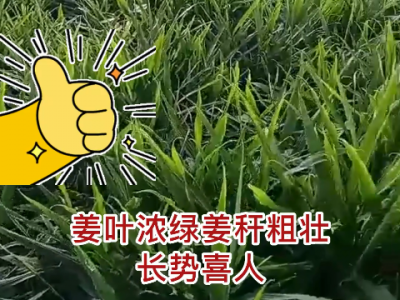 山東姜友用肥反饋來啦！ (196播放)