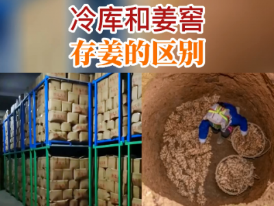 冷庫和姜窖存姜的區別 (246播放)