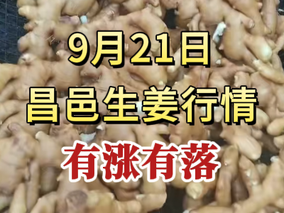 9月21日 昌邑大姜價格行情（有漲有落） (282播放)