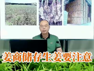 姜商儲存生姜要注意 ()