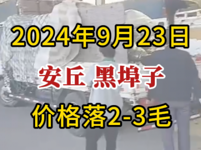 9月23日下午安丘黑埠子市場（價格落2-3毛） (326播放)