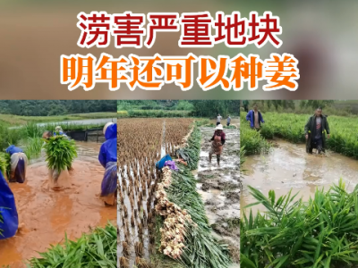 澇害嚴重地塊明年還可以種姜嗎？ (193播放)