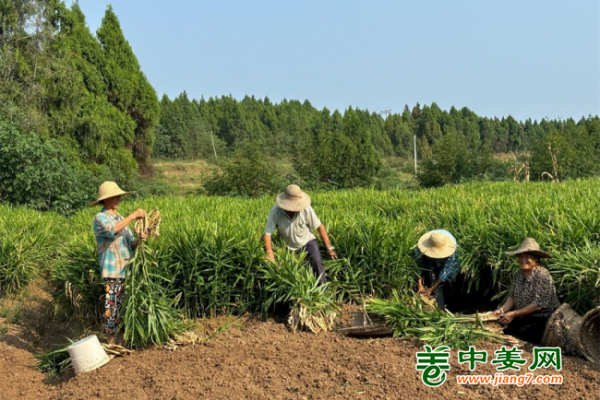 四川梓潼：生姜新鮮上市 農(nóng)民豐產(chǎn)增收 ()