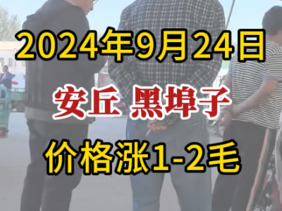 9月24日下午安丘黑埠子市場（價格漲1-2毛） (302播放)