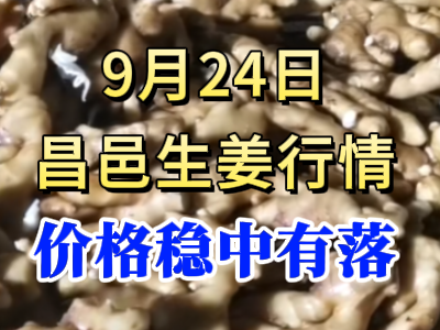 9月24日 昌邑大姜價格行情（價格穩中有落） (290播放)
