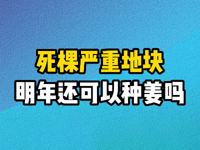 死棵嚴重地塊明年還可以種姜嗎？ (214播放)