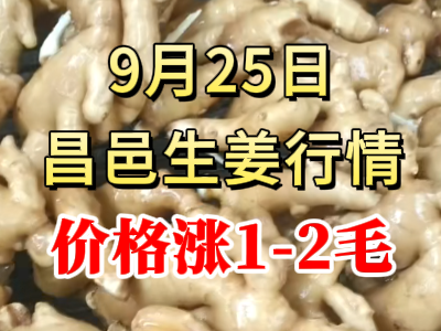 9月25日 昌邑大姜價格行情（價格漲1-2毛） (271播放)