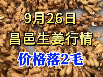 9月26日 昌邑大姜價格行情（價格落2毛） (277播放)