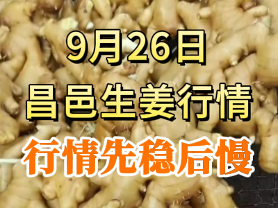9月27日 昌邑大姜價格行情（行情先穩后慢） (296播放)