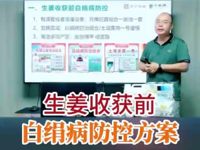 生姜收獲前 白絹病防控方案 ()