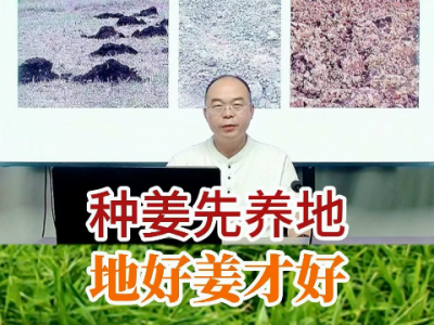 種姜先養地 地好姜才好 (238播放)