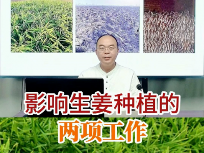 影響生姜種植的兩項工作 (202播放)