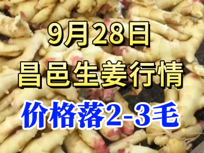 9月28日 昌邑大姜價格行情（價格落2-3毛） (287播放)