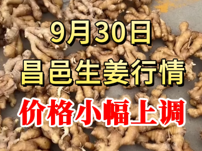 9月30日 昌邑大姜價格行情（價格小幅上調） (289播放)