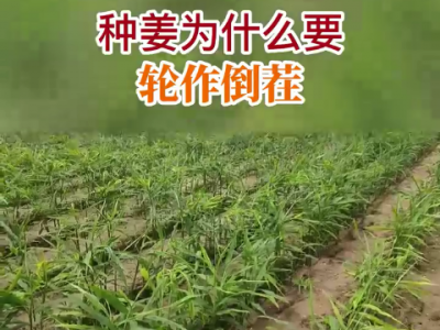 種姜為什么要輪作倒茬？ (227播放)