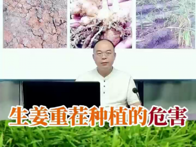 生姜重茬種植的危害 ()