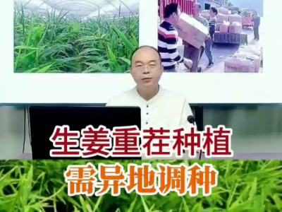 生姜重茬種植需異地調種 (207播放)