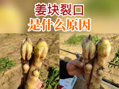姜塊裂口是什么原因？ ()