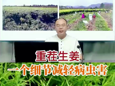重茬生姜一個細節(jié)減輕病蟲害 ()