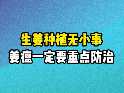 生姜種植：姜瘟一定要重點防治 (213播放)
